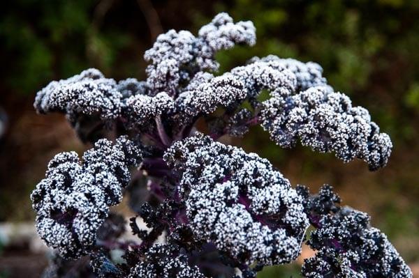 Frozen Kale