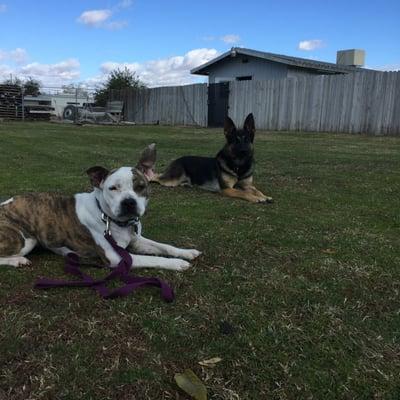 training my pit bull at bakersfield kennels. the shepherd, Lucky is off leash trained by Peter.