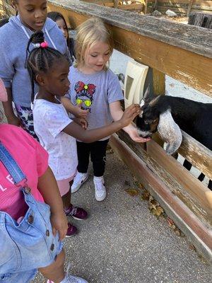 Feeding the goats