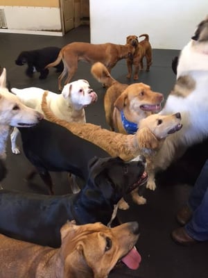 Our Town Kennels - doggy daycare