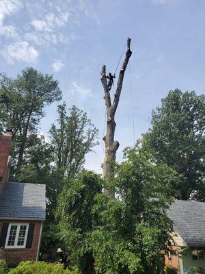 Tree removal