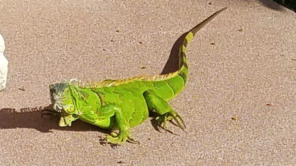 Iguana by the pool