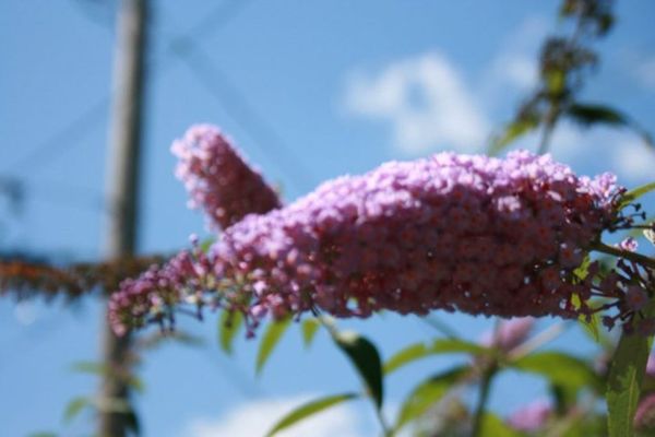 Evans butterfly bush