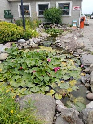 Pond outside office~