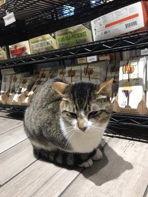 Bodega cat