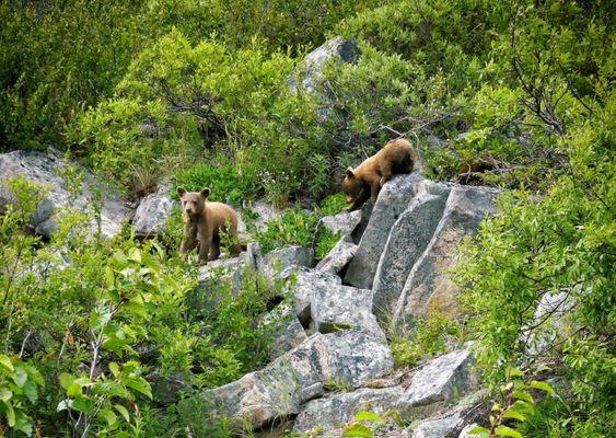 Bear cubs exploring