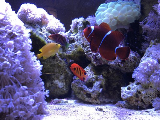 Monokian Reef Aquarium by Current Aquatics