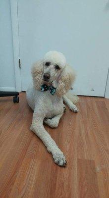 Poodle hanging out after a groom