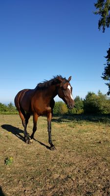 Our Stella loves being in mare herd and has never been happier or healthier!