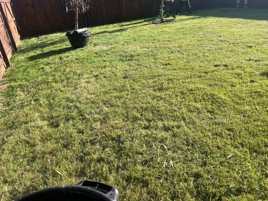 Yard cut adding fertilizer to the back yard