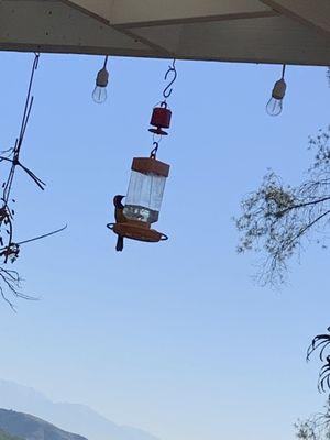 This feeder is amazing. Inexpensive and the Hummingbirds snd Orioles love it .