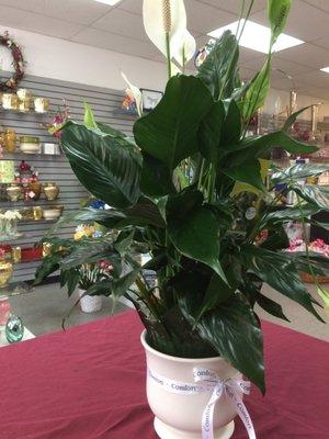 Peace lily plants