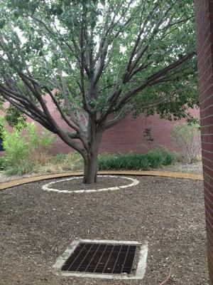 Beautiful tree on grounds in front of building