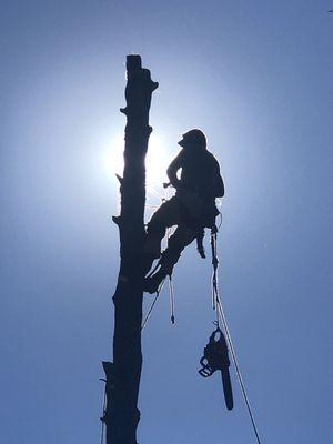 Discount Tree Service