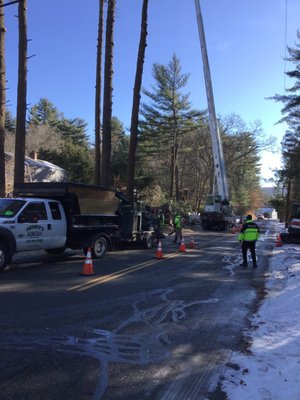 Safe removal of trees with Crane