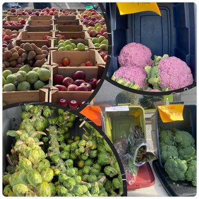 Largest variety of tasty apples  and produce in the area