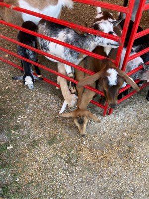 Sheboygan County Fair