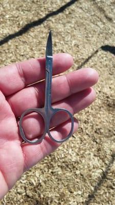 Scissors found in the bark.