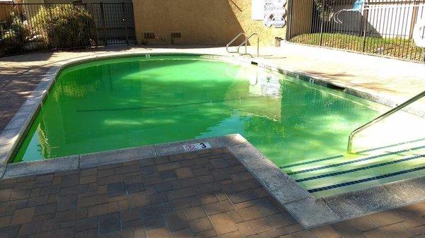 Newly "renovated" pool that turned green because propvest can not get a company that can effectively manage 1 pool.