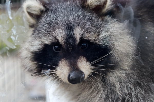 Raccoon