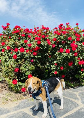 Dog smiling because of beautiful flowers