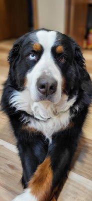 My darling, four-year-old Berner, Gusanova.