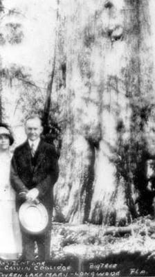 President Calvin Coolidge and his wife appear to stand in front of The Senator at the dedication of Big Tree Park in 1929.