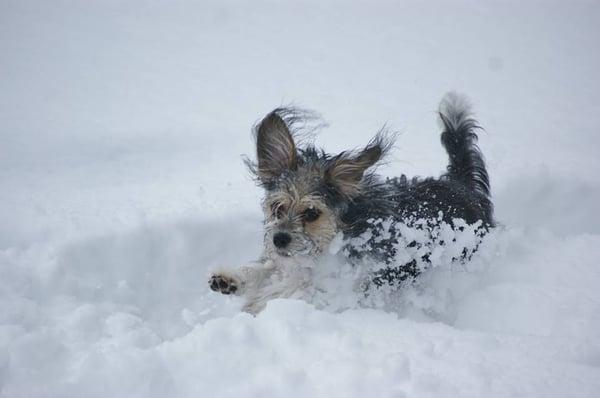 I love to romp in the snow in my backyard!