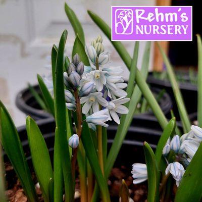 Rehm's Nursery and Garden Center