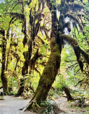 Olympic National Rainforest