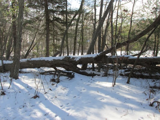 Lots of fallen trees