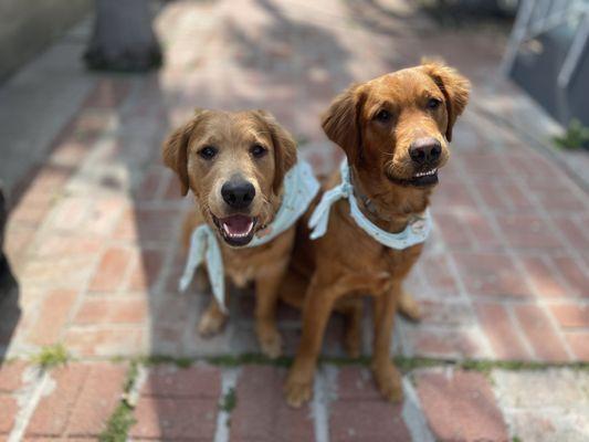 Itchy and Harley smiling at the camera. They know they look perfect for a Picture! 10 month Golden Retrievers.