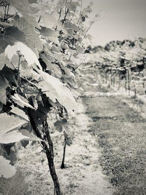 Vibrant vines strewn out for what seems like forever toward the horizon.