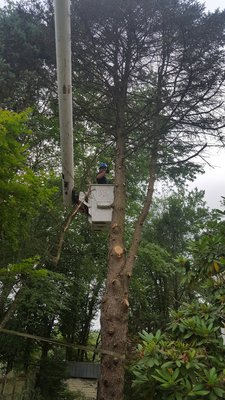 Tree Removal