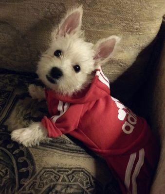 Spencer, my Westie Rescue., before grooming.