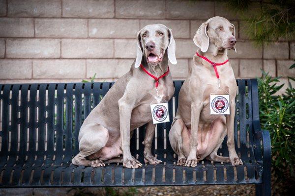 Chance and Deja, the "boss dogs" of the business :)