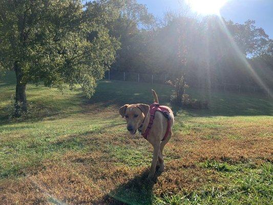 Humane Society of Marion County Arkansas