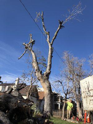 Parkway Maple, pieced out and almost safe for homeowner and parked cars.