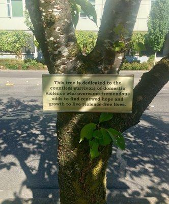 Memorial tree out front