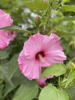 Fresh hibiscus grown organically and chemical free used in our tea.