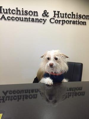 Nervous about getting your taxes done? Cooper will sit on your lap with his calming effect and help you feel at ease.