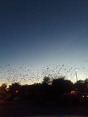 Blackbirds, doing what they do best in fall, heading South. So beautiful. Uniondale, Town of Hempstead (2018)