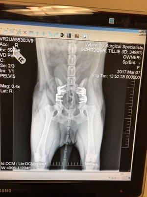 Tillie's Hip Dysplasia Surgery Xray