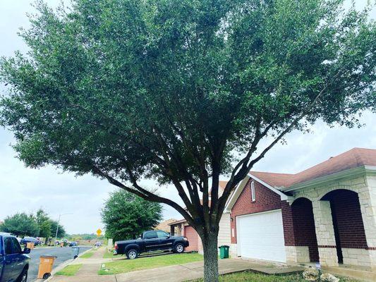 Live Oak front yard after canopy raise