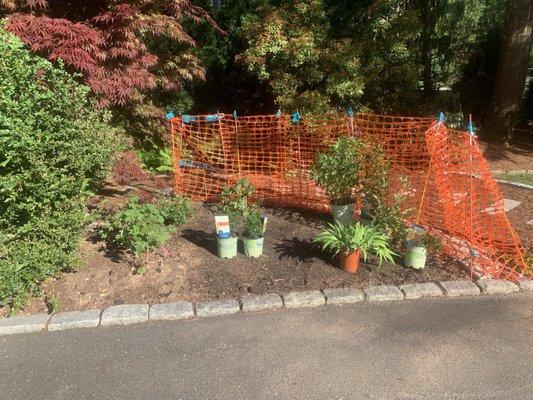 Some native plants bought from the nursery