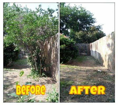 Crape myrtle removal