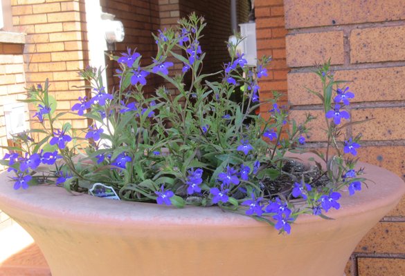 Lobelia so healthy and beautiful on top of our rain barrel!