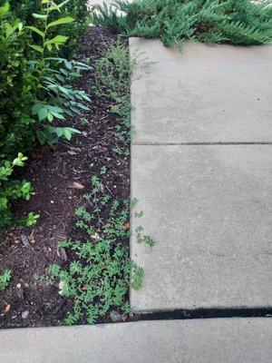 Weeds growing in mulch beds.