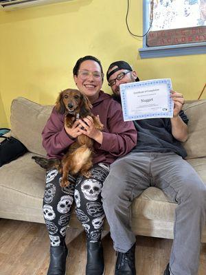 Nugget a Dachshund graduating from board and train