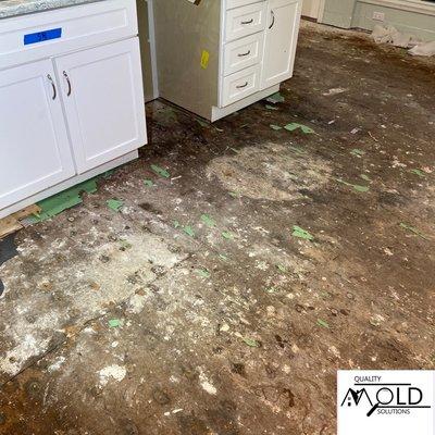 Mold growth found under flooring